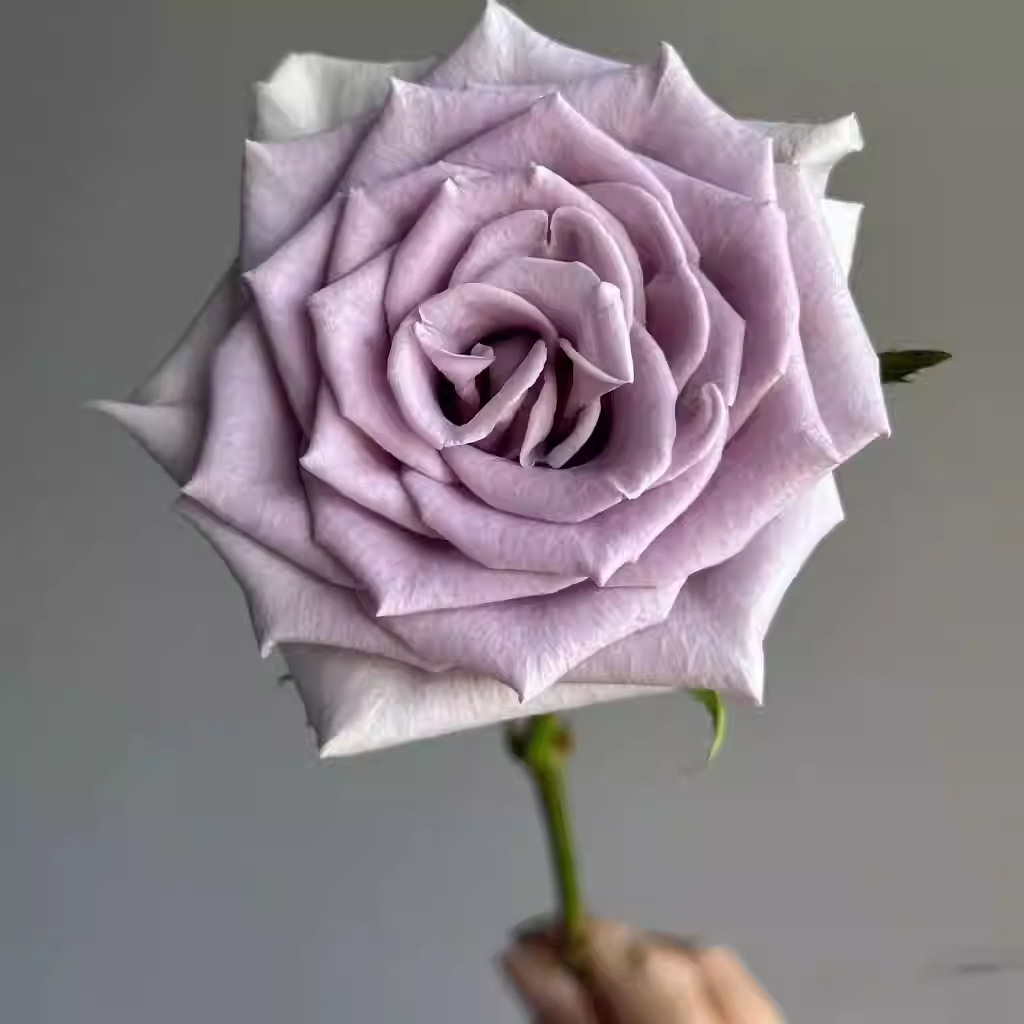 【蔷薇基地】超稀有惊艳蓝/爆蓝/单头玫瑰 满两单或以上包邮,鲜花速递/花卉仿真/绿植园艺,花材,淘宝优惠券,粉丝福利购,淘宝优惠卷