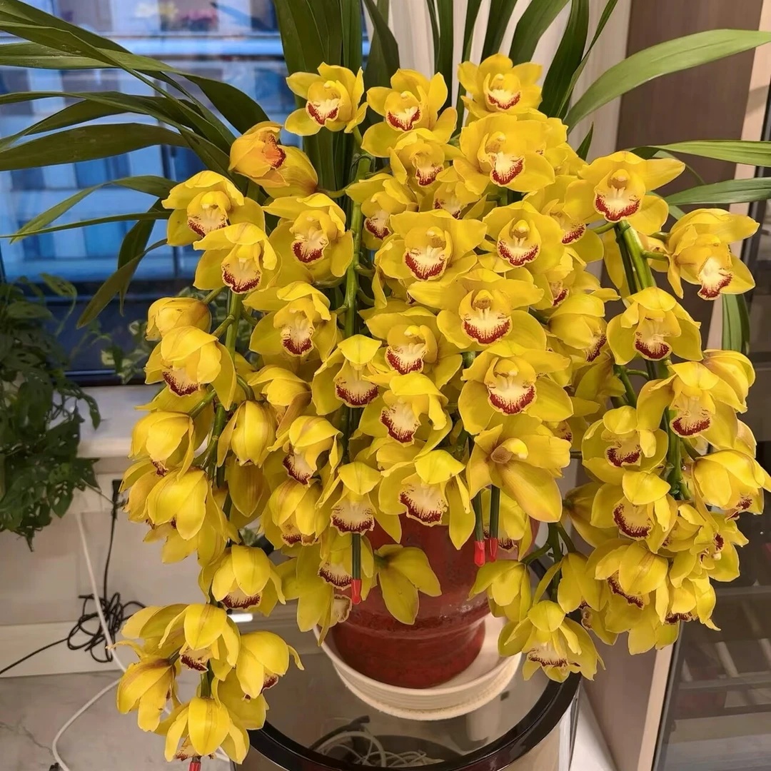 【年宵花】奶油黄桃大花蕙兰盆栽5剑及以上 1单包邮不参与拼单！