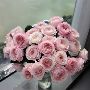 【云舍臻选】稀有凯瑟琳单头玫瑰 任意组合两单或以上冷链包邮