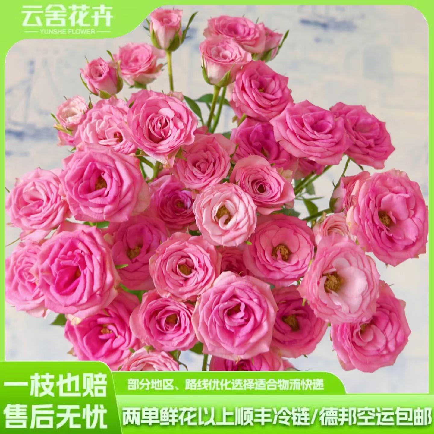【云舍稀有新品】花涧小樱多头玫瑰  任意组合两单或以上冷链包邮