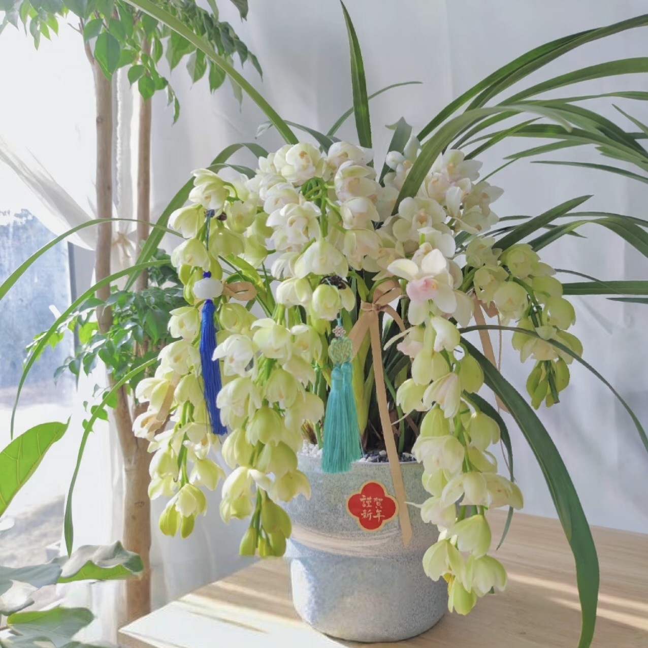 云舍精选【年宵花】白色恋人大花蕙兰盆栽5剑及以上 1单包邮,鲜花速递/花卉仿真/绿植园艺,花材,淘宝优惠券,粉丝福利购,淘宝优惠卷