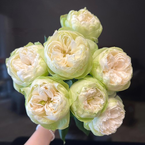 【云舍臻选】夏雨荷单头玫瑰 任意2单或2单以上冷链包邮鲜切花