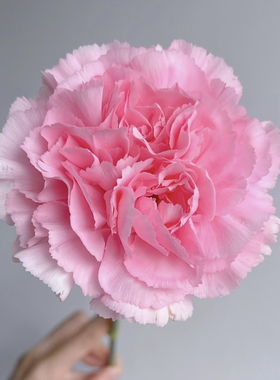 云舍镇店之宝 粉钻单头康乃馨一扎任意组合2单或以上冷链包邮