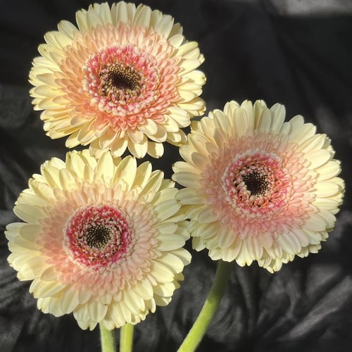 【云舍臻选】星菲非洲菊  任意组合2单或以上冷链包邮
