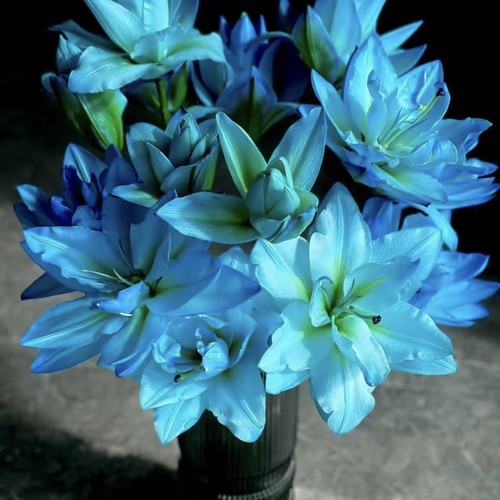 【云舍臻选】冰谷幽兰吸色重瓣百合任意组合2单或以上冷链包