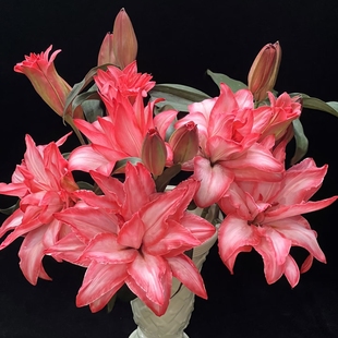 【云舍臻选】稀有布朗尼吸色重瓣百合 组合2单或以上包邮