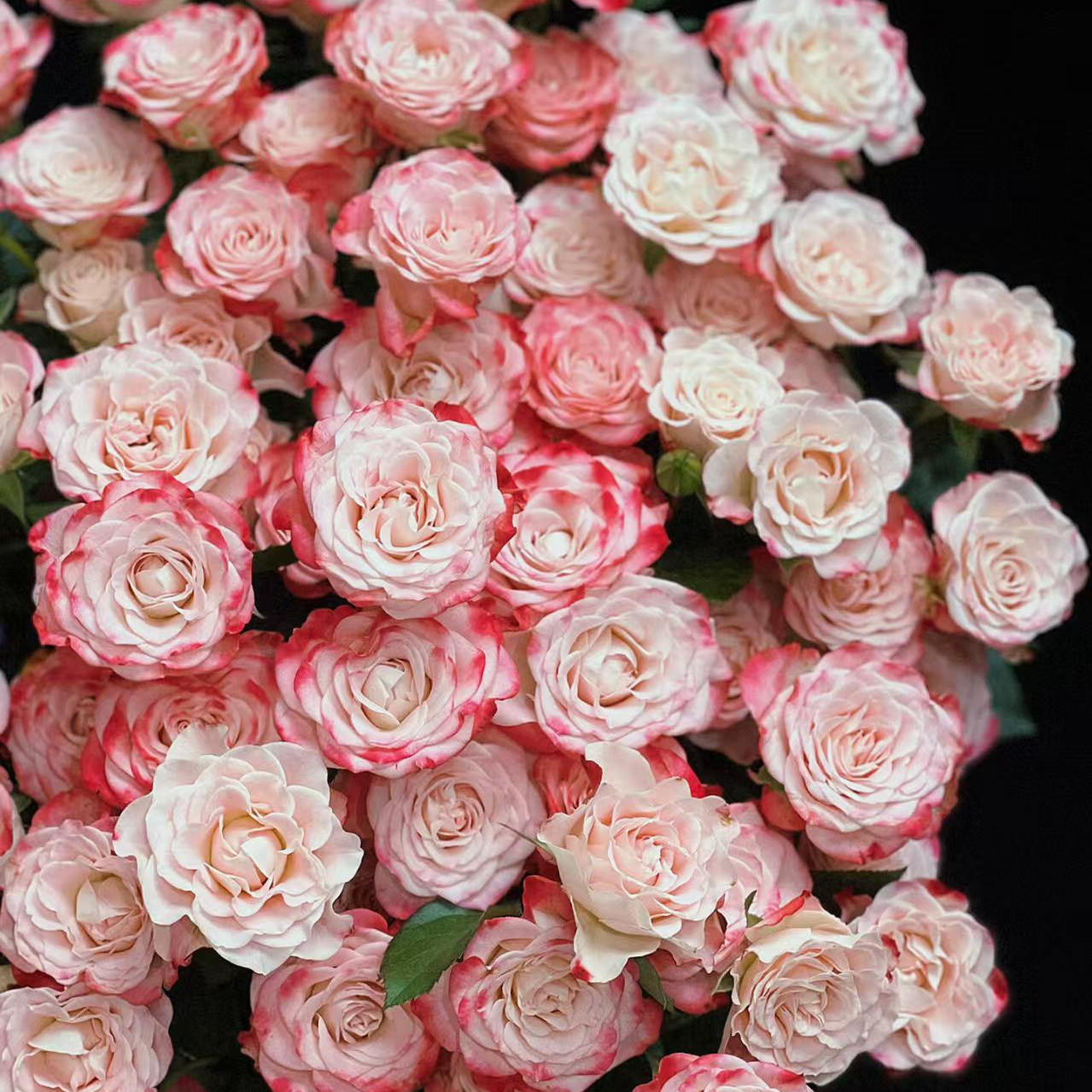 【云舍精选好开新手推荐】A级折射多头玫瑰 任意组合2单以上包邮