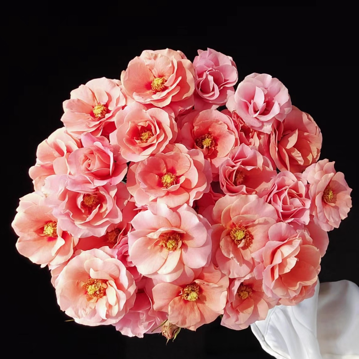 【云舍精选】A级金鱼姬多头玫瑰任意组合2单或以上顺丰冷链包邮