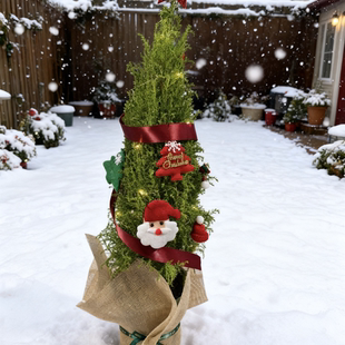 圣诞专属 任意2单或以上 1加仑 盆栽一盆 包邮 圣诞树