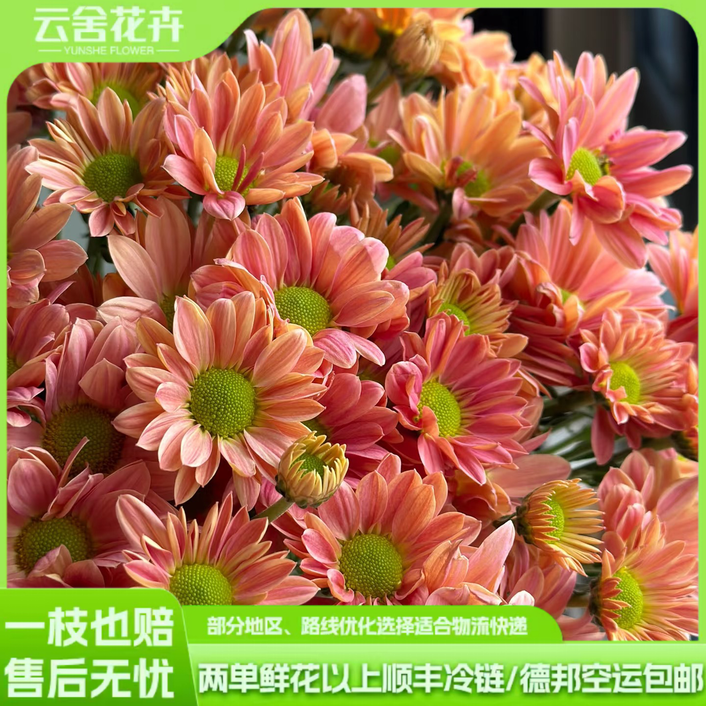 高品质三文鱼小菊日常插花