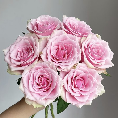 高品质单头玫瑰日常插瓶阿曼达