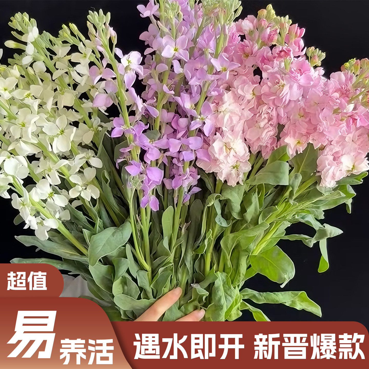 【云舍精选】单瓣紫罗兰 任意组合2单或以上冷链包邮鲜切花,鲜花速递/花卉仿真/绿植园艺,花材,淘宝优惠券,粉丝福利购,淘宝优惠卷