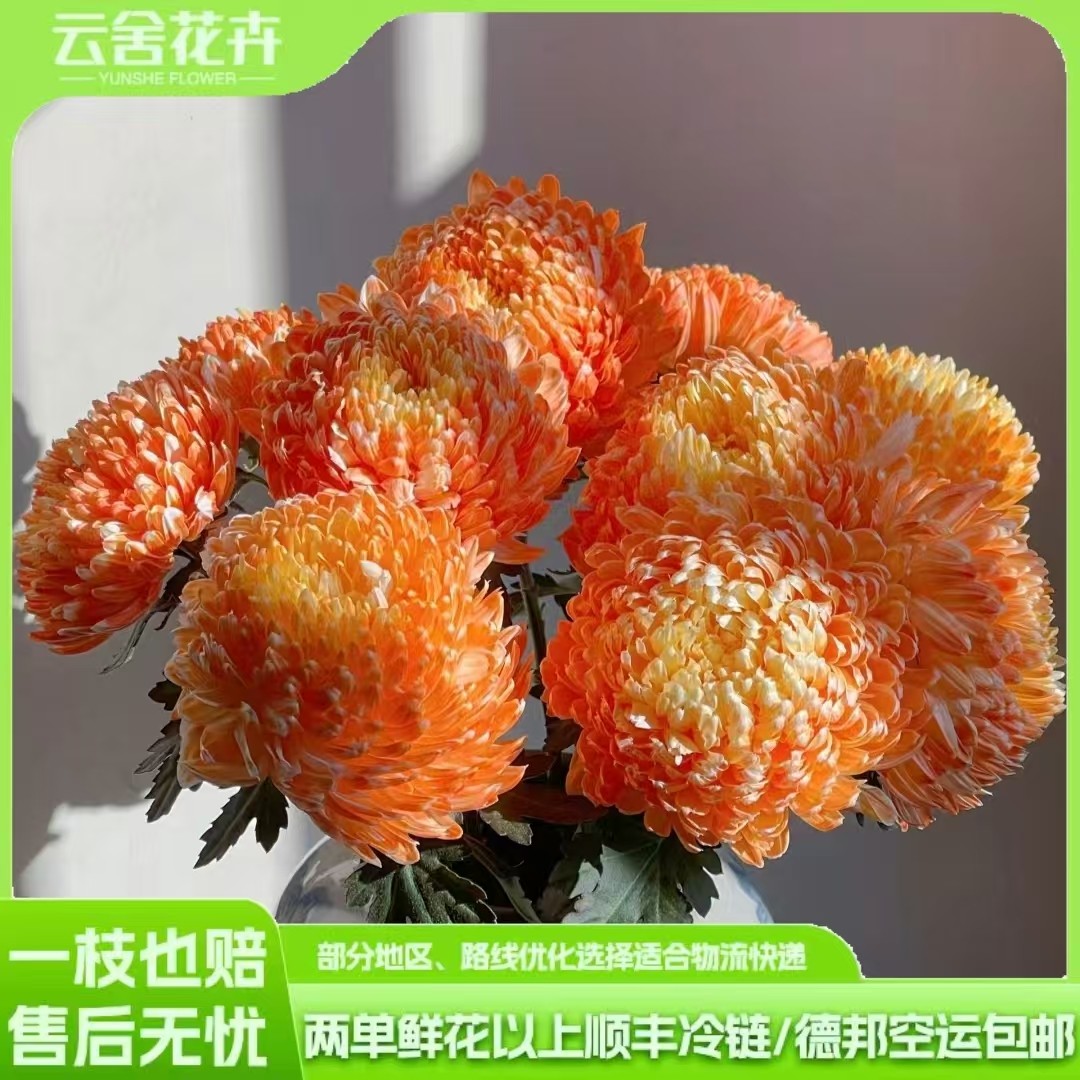 【云舍优选】【橘子汽水】牡丹菊任意两单或以上包邮发货鲜切花,鲜花速递/花卉仿真/绿植园艺,花材,淘宝优惠券,粉丝福利购,淘宝优惠卷