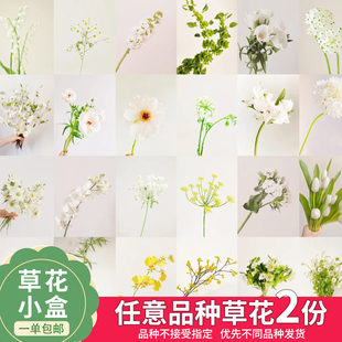 云舍仙女体验【草花精品盲盒】  一单也包邮盲盒鲜切花