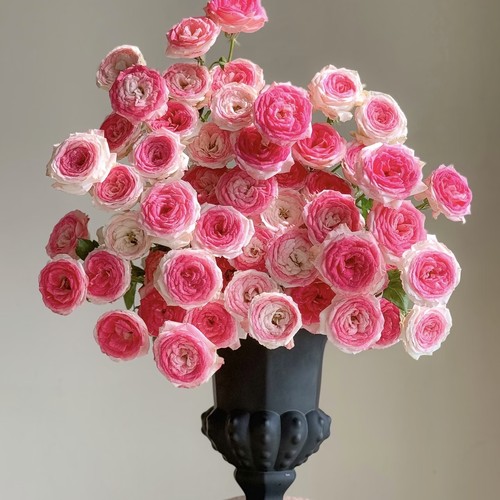 【云舍臻选】午夜魔法多头玫瑰  任意组合2单或以上冷链包邮