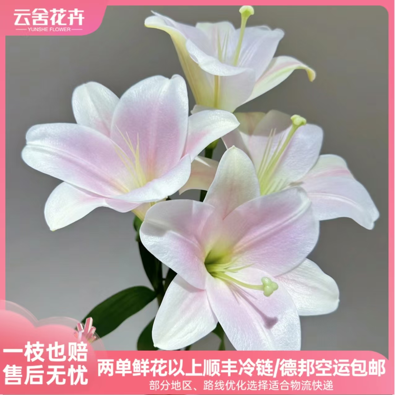 【稀有】粉铁炮单瓣百合 任意组合2单或以上冷链包邮