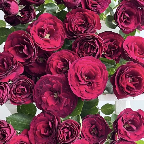 【云舍臻选】AAA+红蕾丝多头玫瑰  任意组合两单或以上冷链包邮