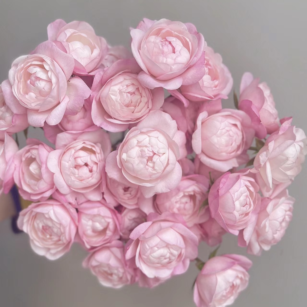 【云舍精选】AA级草莓杏仁饼多头玫瑰 任意组合两单或以上包邮