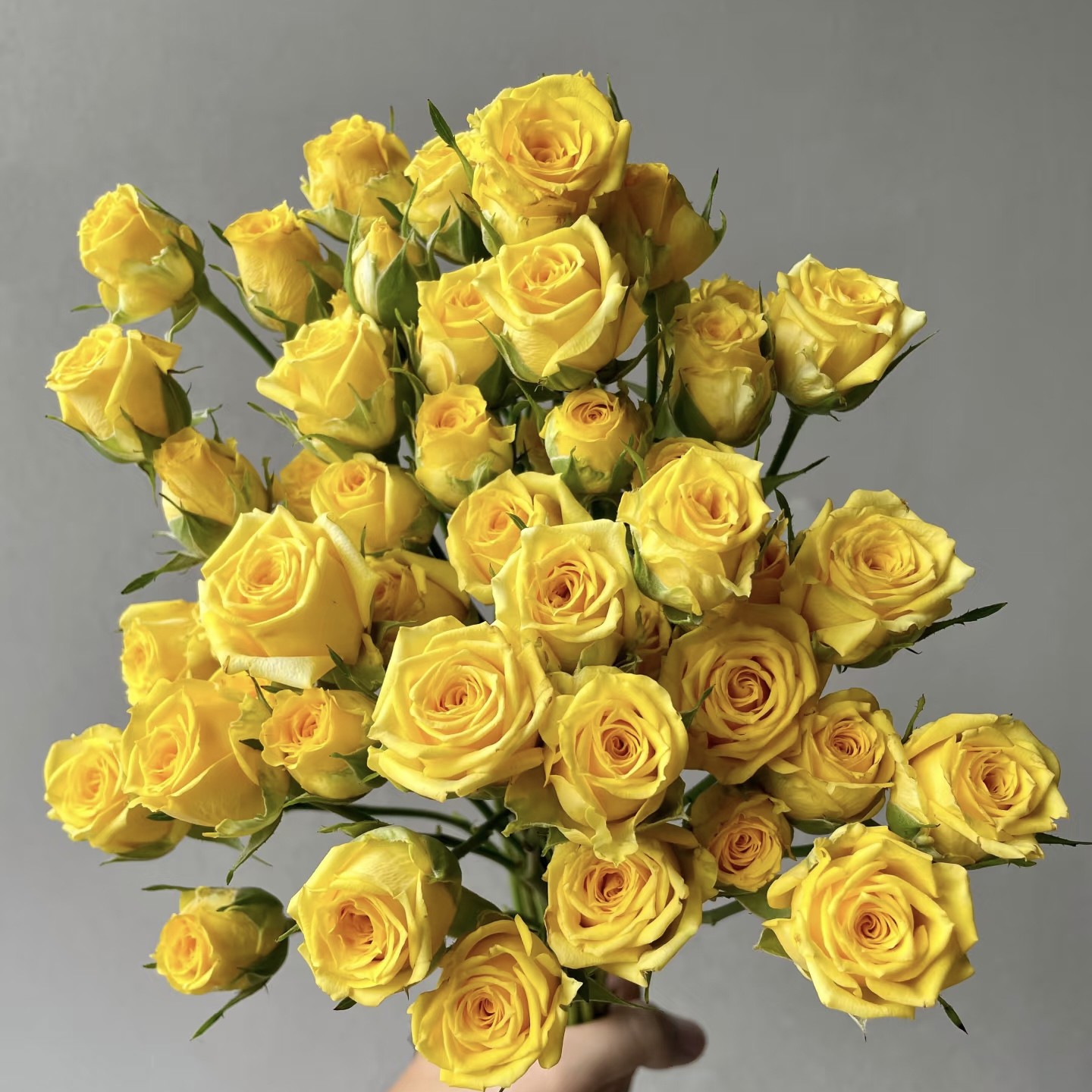 【云舍超稀有】婚约多头玫瑰  任意组合2单或以上包邮,鲜花速递/花卉仿真/绿植园艺,鲜花速递(同城),淘宝优惠券,粉丝福利购,淘宝优惠卷