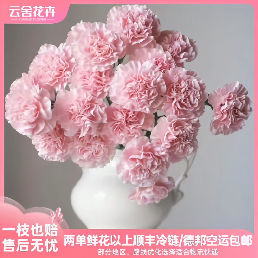 高品质单头康乃馨日常插瓶粉钻