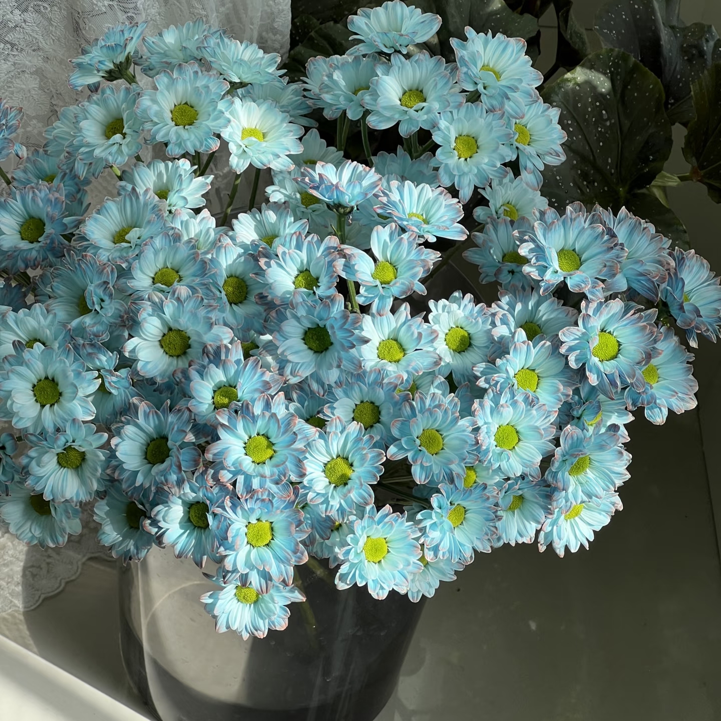 稀有吸色小菊日常插花