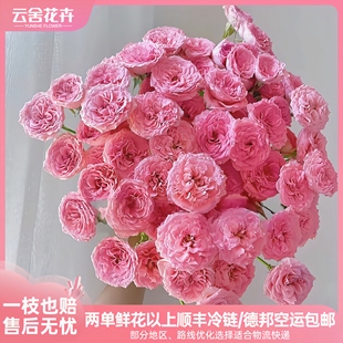 任意组合2单或以上冷链 粉色天使罗拉多头玫瑰 包邮 云舍稀有