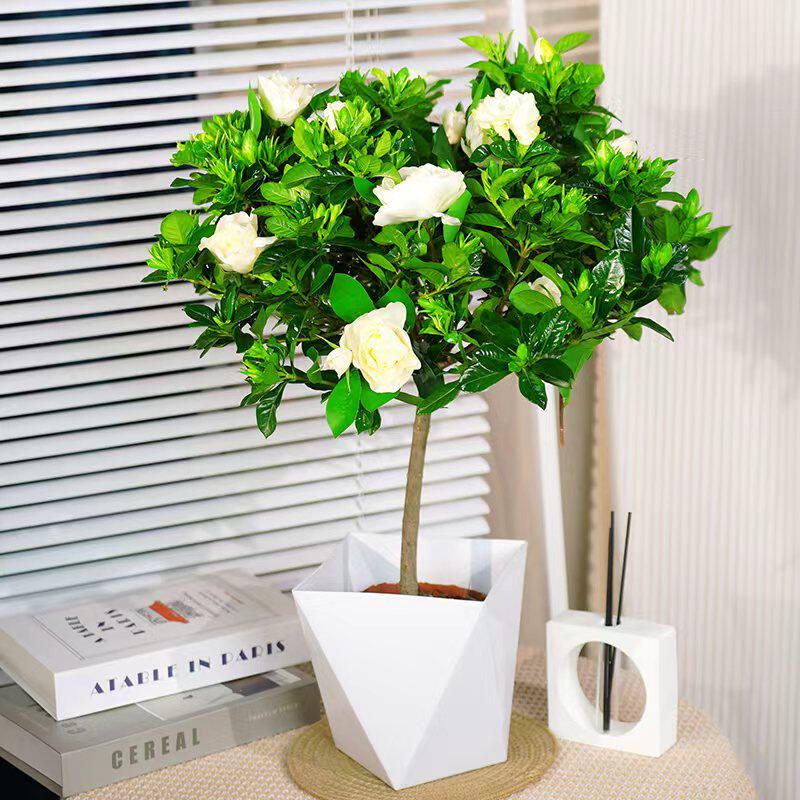 【带花苞发货】棒棒糖【栀子花盆栽】一单包邮   不指定快递！