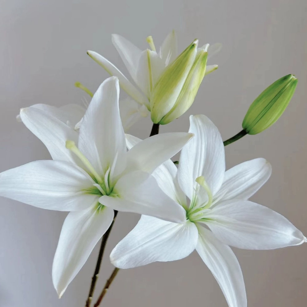 【云舍臻选】稀有【立陶宛】亚百合 任意组合2单或以上包邮,鲜花速递/花卉仿真/绿植园艺,花材,淘宝优惠券,粉丝福利购,淘宝优惠卷