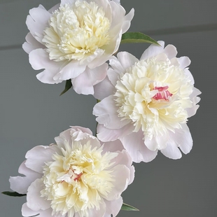 云舍臻选【重瓣】凤羽落金池芍药鲜花 全场任意两单包邮