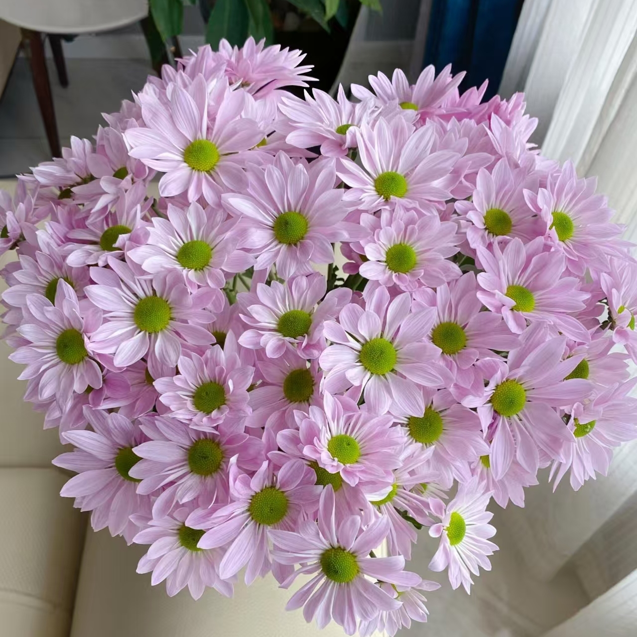 【云舍精选】粉色三文鱼小菊【花期长】  任意组合2单或以上包邮