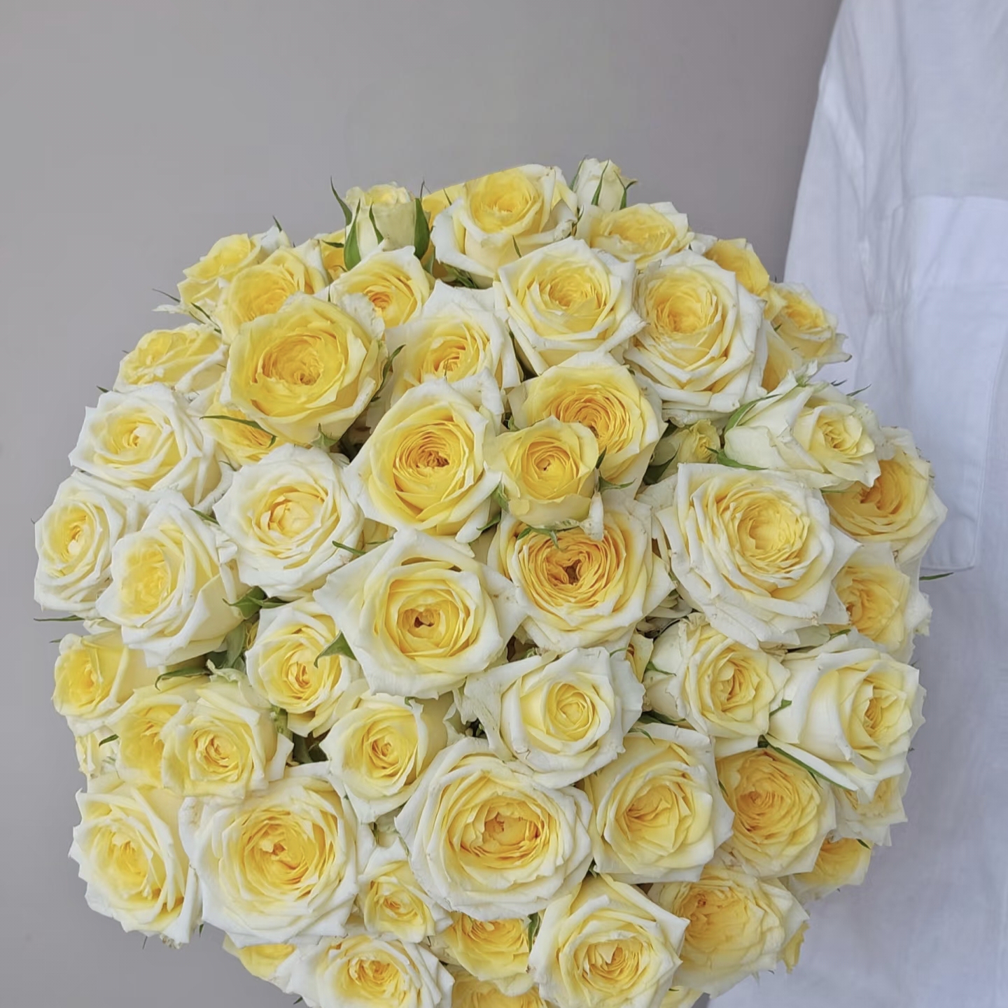 高品质娃娃公主多头玫瑰日常插瓶