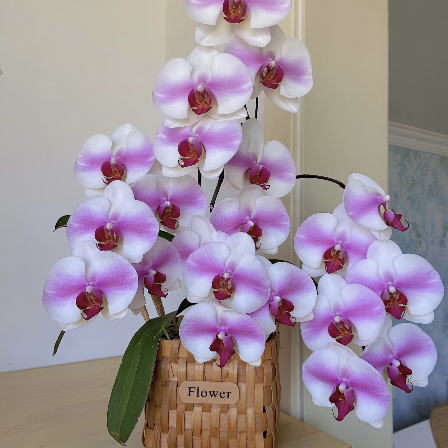 【云舍臻选】 3寸双梗小婚纱蝴蝶兰盆栽两单及以上冷链包邮,鲜花速递/花卉仿真/绿植园艺,花材,淘宝优惠券,粉丝福利购,淘宝优惠卷