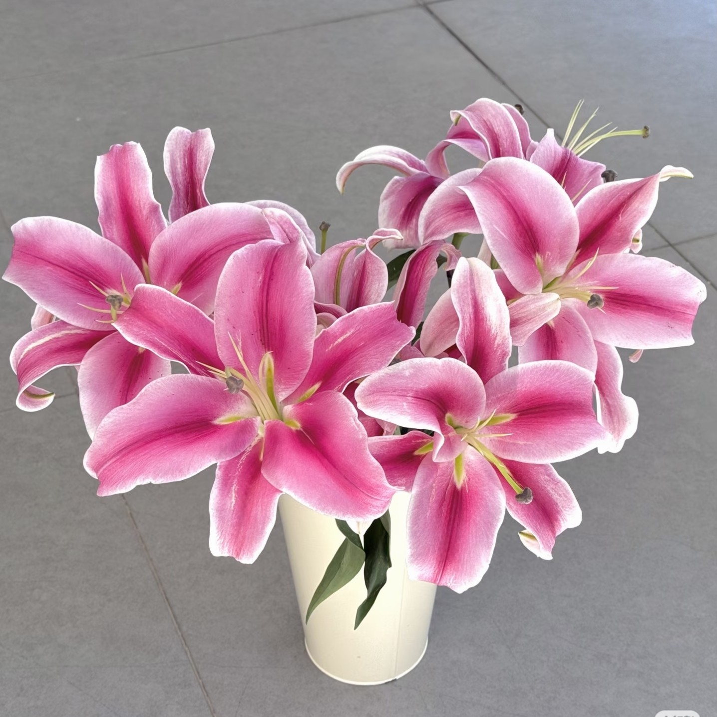 【云舍精选】普拉芬多单瓣百合  任意组合2单或以上冷链包邮,鲜花速递/花卉仿真/绿植园艺,花材,淘宝优惠券,粉丝福利购,淘宝优惠卷