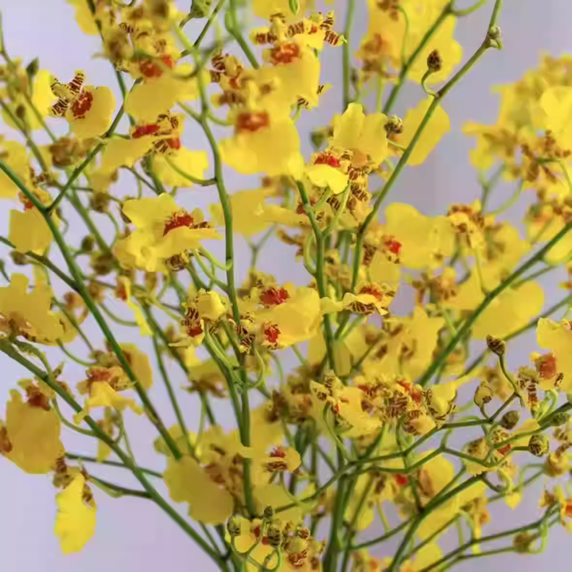 【云舍精选】灵动轻巧80cm红心跳舞兰 任意两单包邮