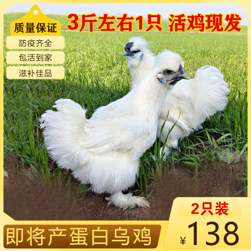 泰和乌鸡活鸡成年白凤乌鸡活苗粉绿壳蛋鸡活体乌骨公母鸡包活到家
