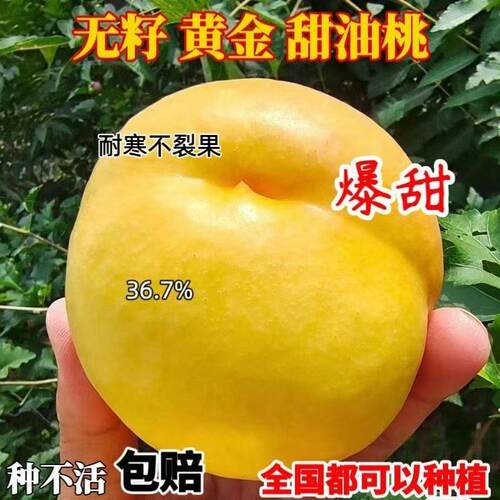 黄金甜油桃树嫁接苗盆栽地栽南北方种植桃子苖当年结果离核脆甜苗