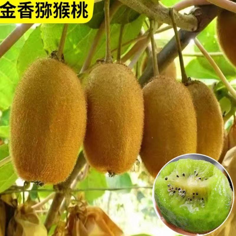 金香猕猴桃树苗盆栽地栽南方北方种植猕猴桃苖当年结果嫁接苗