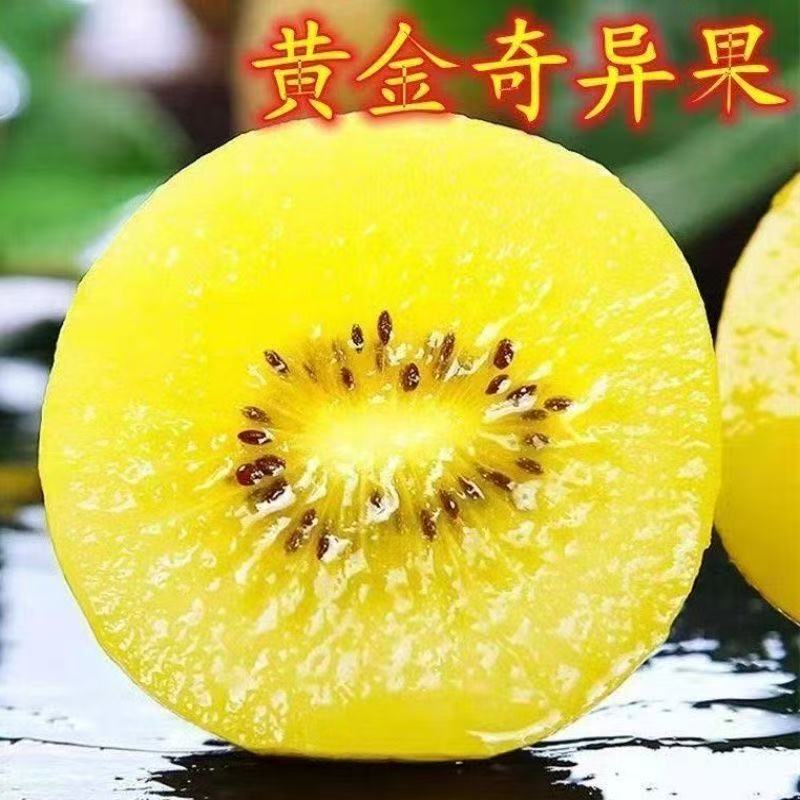 黄金奇异果猕猴桃树苗盆栽地栽南方北方种植猕猴桃苖当年结果嫁接