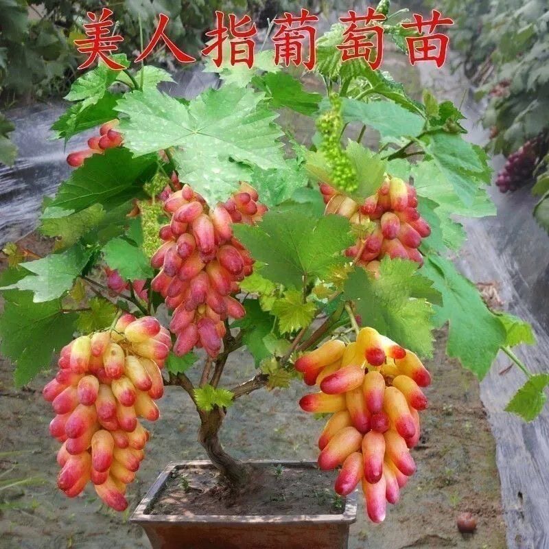 美人指葡萄树苗盆栽地栽南方北方种植葡萄树苖当年结果葡萄苗树