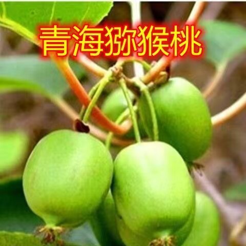 青海猕猴桃树苗盆栽地栽南方北方种植猕猴桃苖当年结果嫁接苗