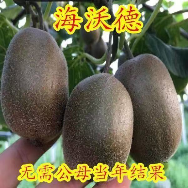 海沃德猕猴桃树苗盆栽地栽南方北方种植猕猴桃苖当年结果嫁接苗