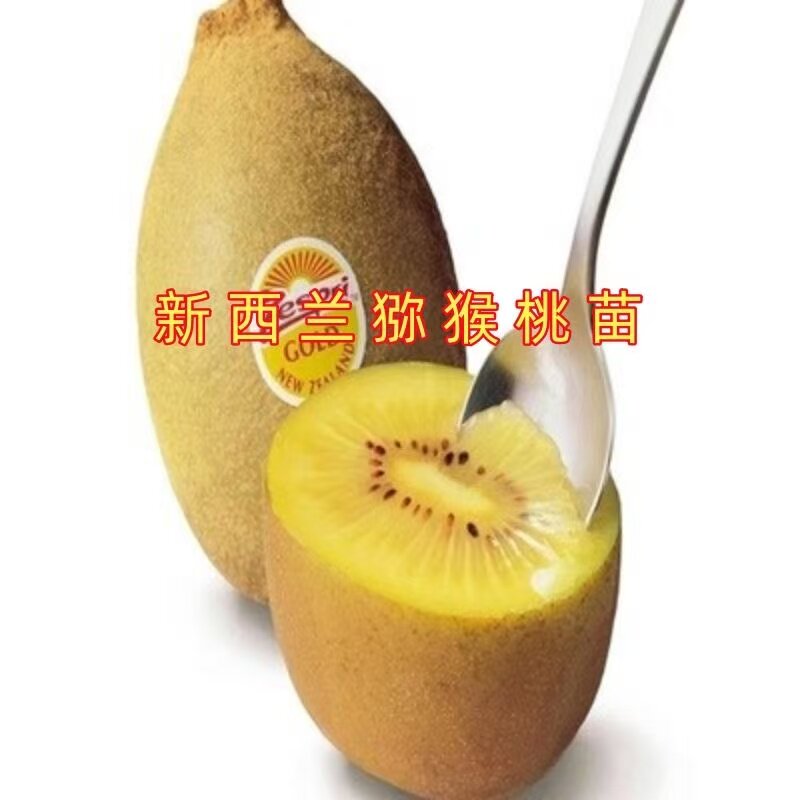 新西兰猕猴桃树苗盆栽地栽南方北方种植猕猴桃苖当年结果嫁接苗