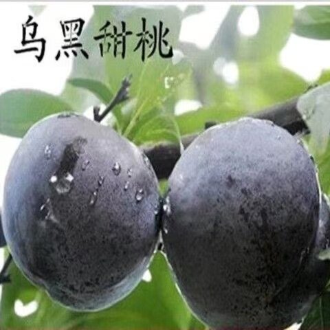 乌黑甜桃树苗嫁接苗盆栽地栽南北方种植桃子苖当年结果离核脆