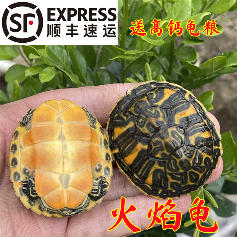 进口火焰龟活物宽纹红腹龟苗禄仔大翅膀冷水精品小宠物深水龟大龟