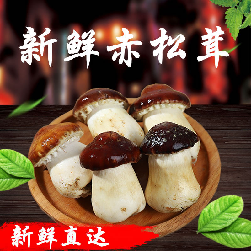 贵州特产食用菌菇新鲜松茸姬松茸赤松茸大球盖菇汤包特级2斤包邮_虎窝淘