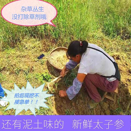 新鲜太子参贵州苗蓁堂中草药施秉太子参新鲜现挖太子参煲汤孩儿参