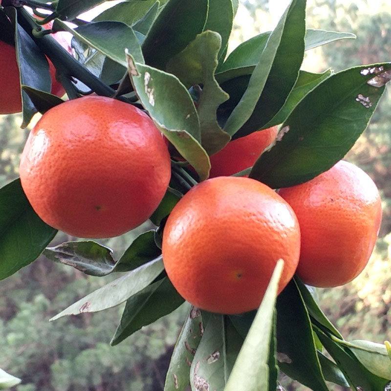 贵州特产惠水金钱橘牛肉红金桔橘子红桔孕妇水果整箱5斤现摘发货