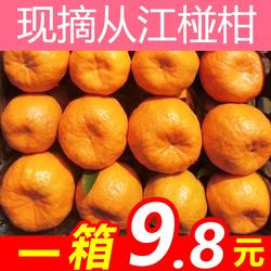 从江椪柑贵州仡蓁果蔬特产从江椪柑新鲜水果孕妇时令果蔬5斤整箱