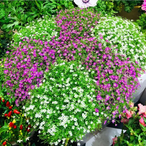 满天星花种子四季播种易活庭院阳台盆栽花籽观赏花易爆盆小铲子种