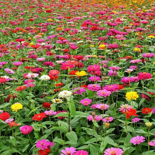 Supply a variety of easy-to-grow flower and plant seeds